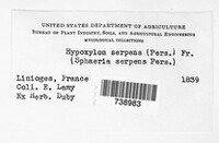 Nemania serpens image